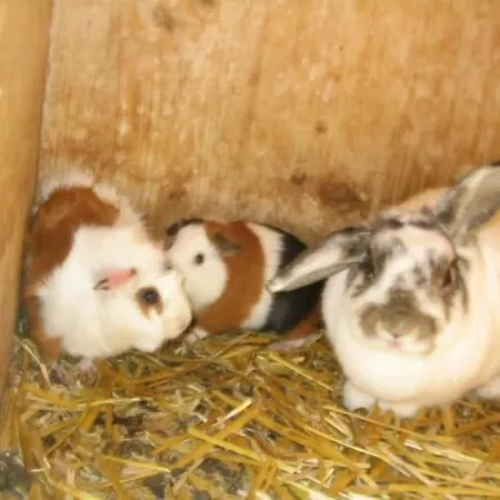 Feriegård Grubenhof Fulpmes